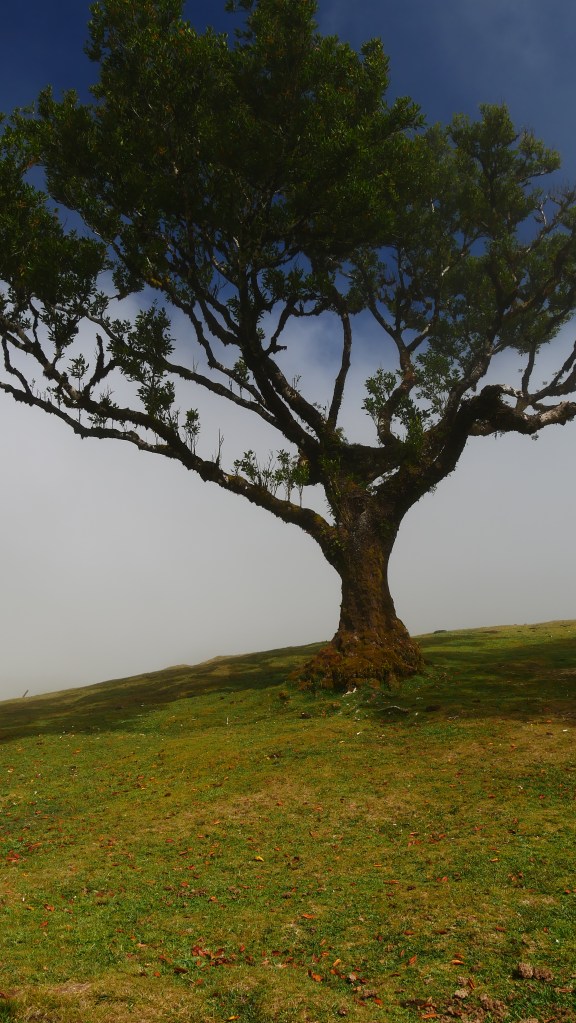 Wyprawa z Dragon Tree Travel - las Fanal