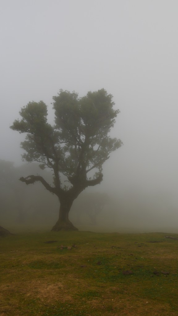 Wyprawa z Dragon Tree Travel - las Fanal