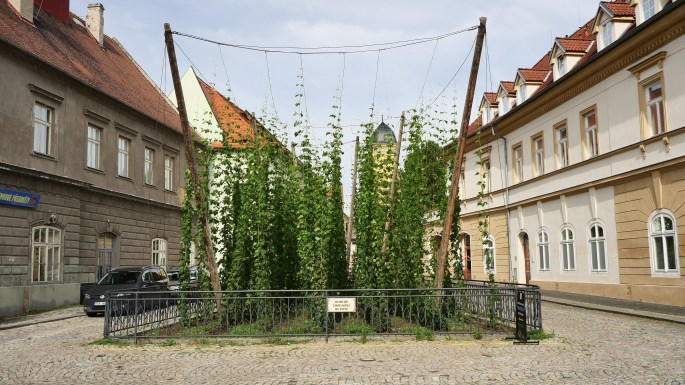 Żatec - najmniejszy chmielak na świecie