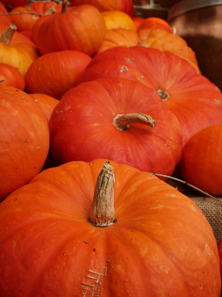 Jesień w Tomaszowie 