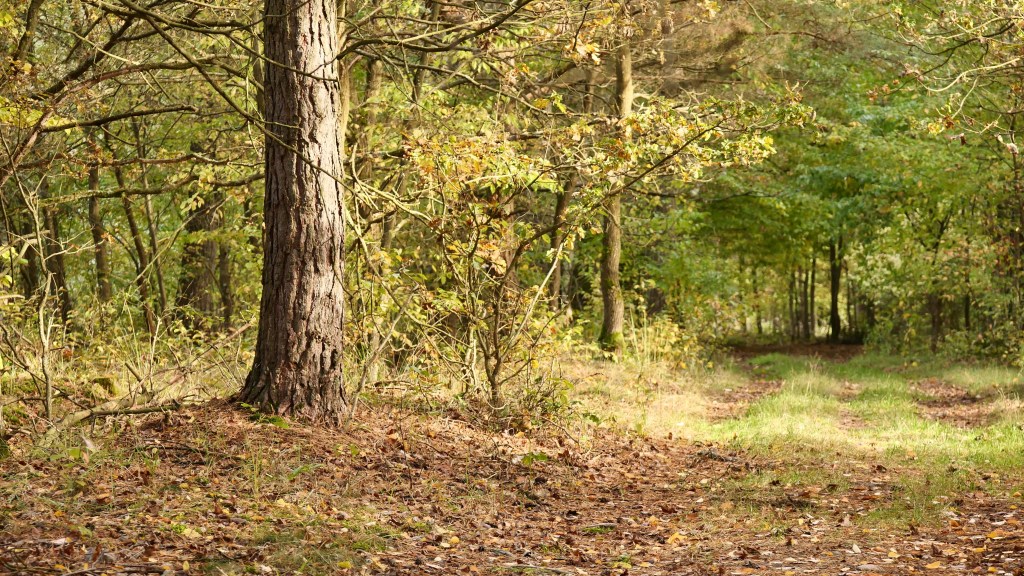 Jesień w Tomaszowie 