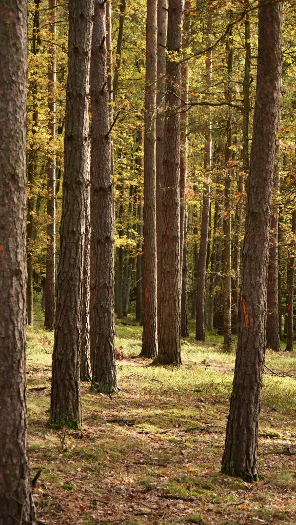 Jesień w Tomaszowie 