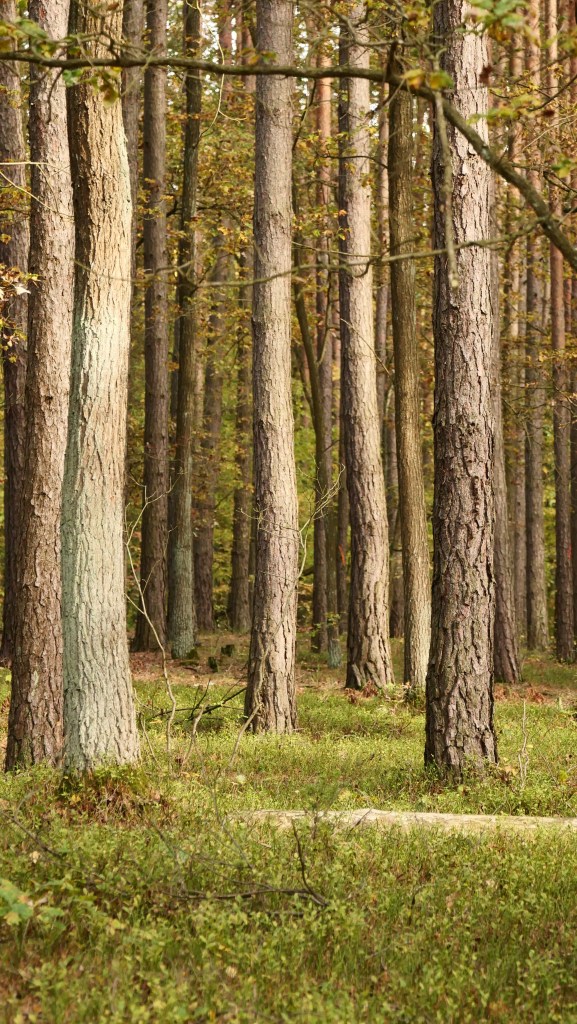 Jesień w Tomaszowie 