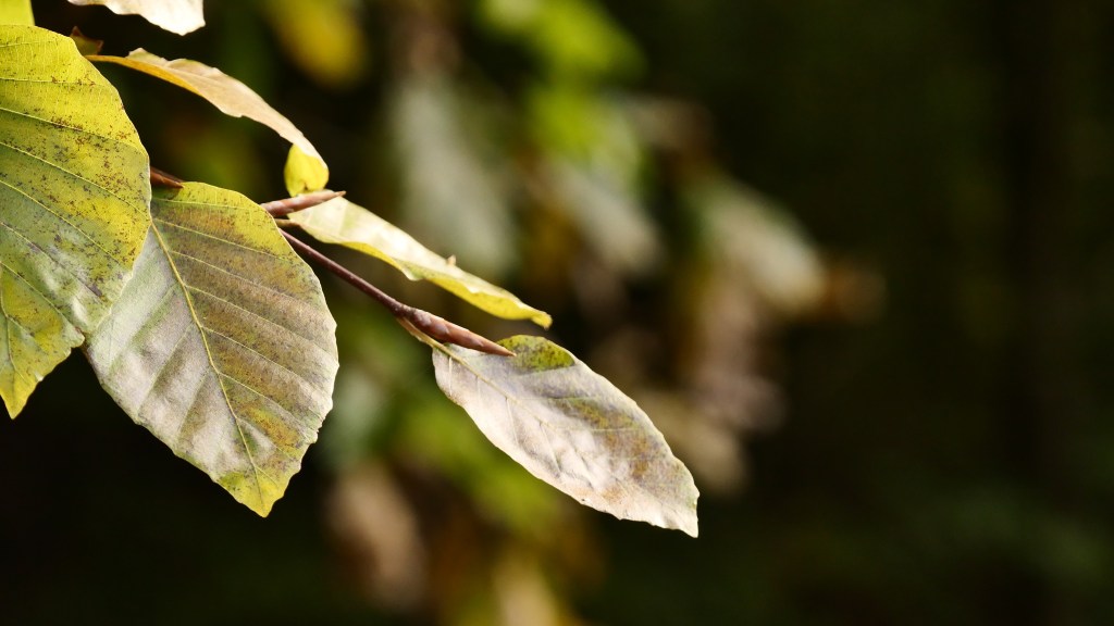 Jesień w Tomaszowie 