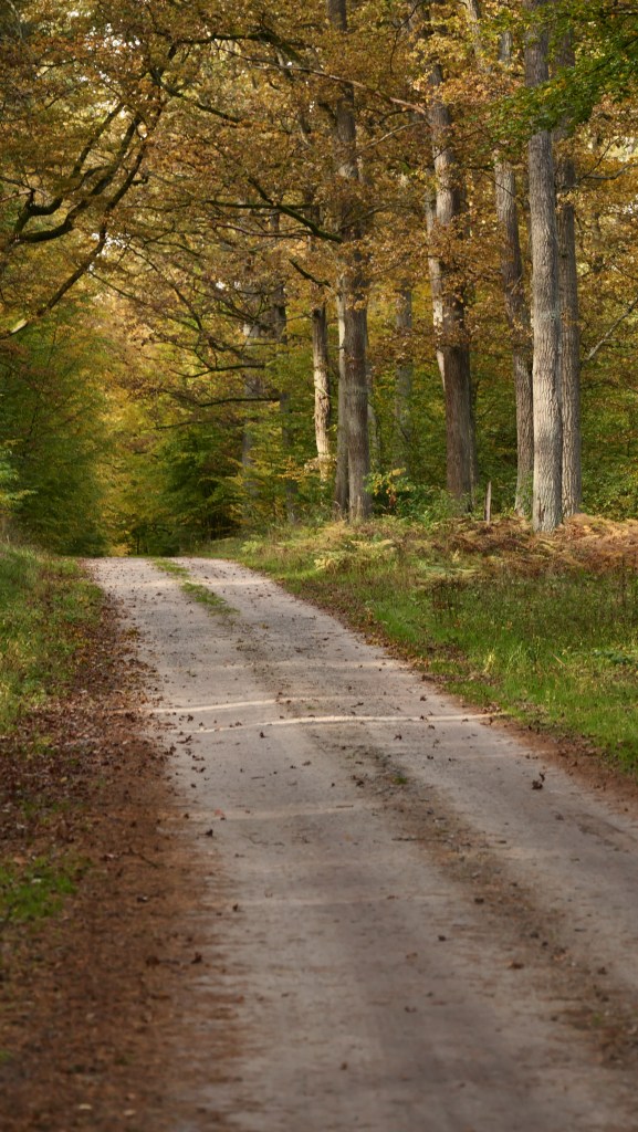 Jesień w Tomaszowie 