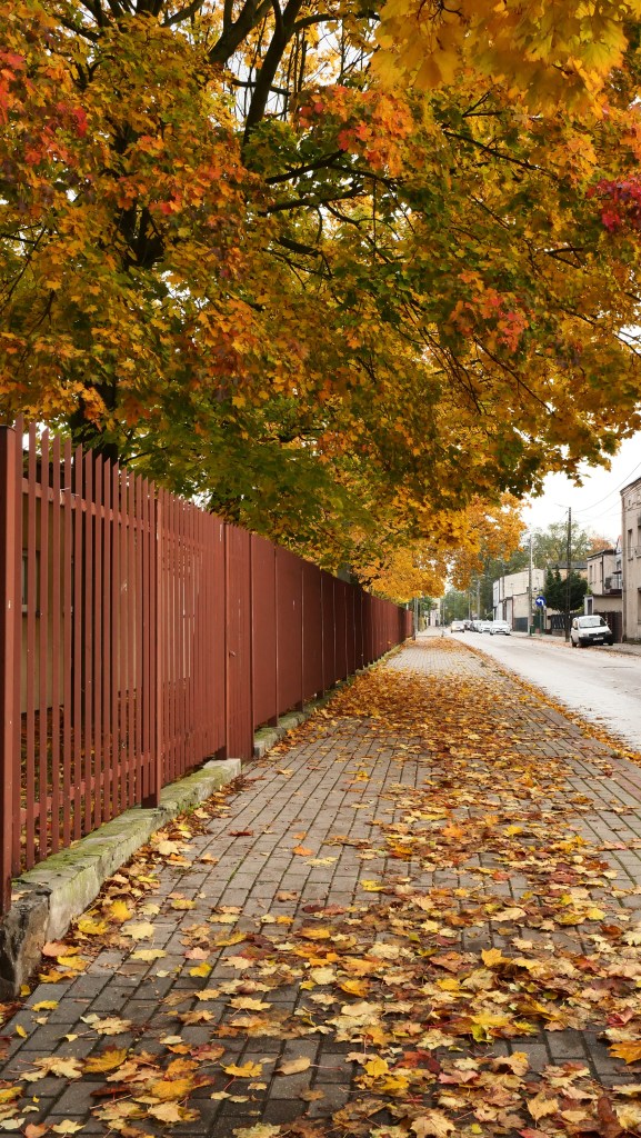 Jesień w Tomaszowie 