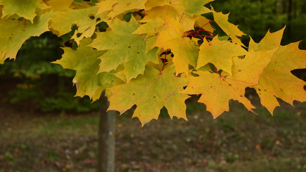 Jesień w Tomaszowie 