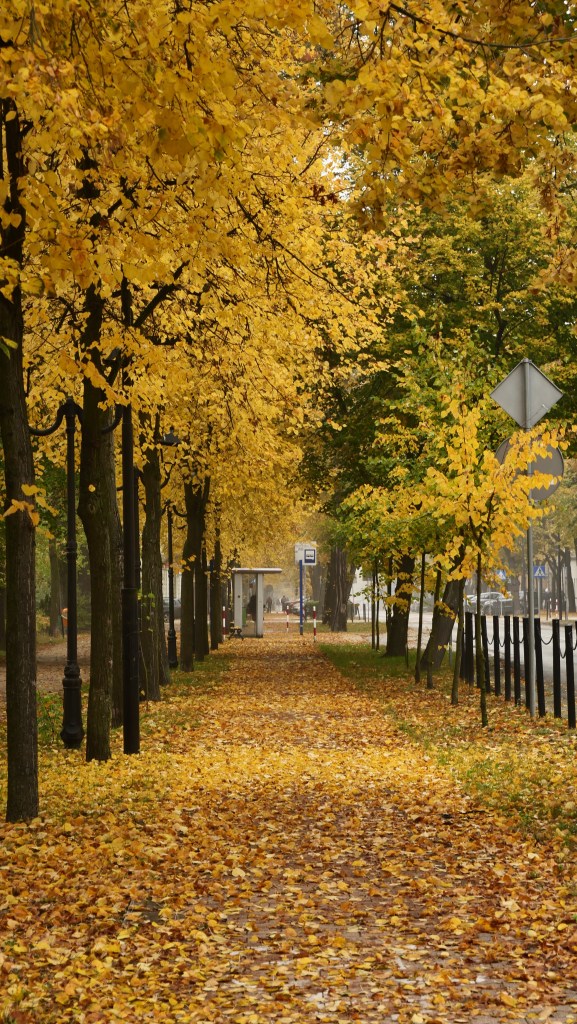 Jesień w Tomaszowie 