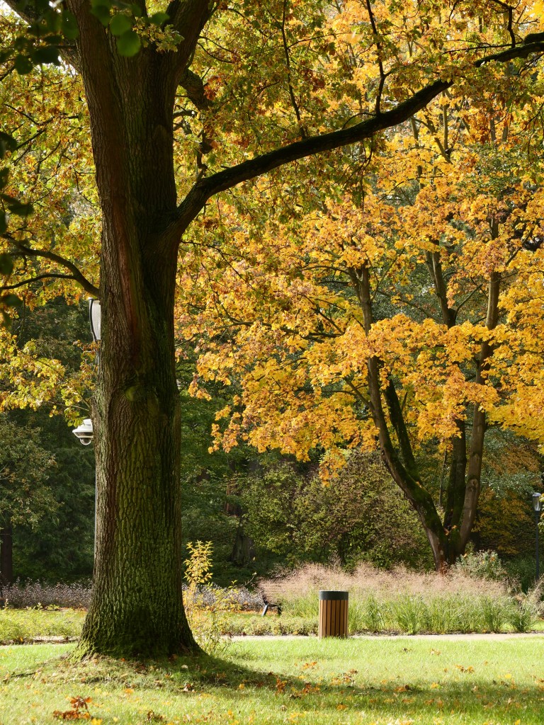 Jesień w Tomaszowie 